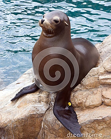 Harbor Seal Stock Photo