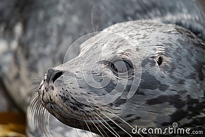 A harbor seal baby resting at seaside algae bush. Stock Photo