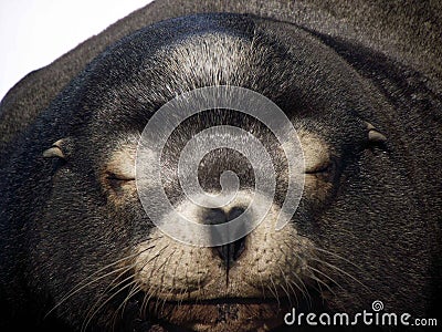 Harbor seal close up shot Stock Photo