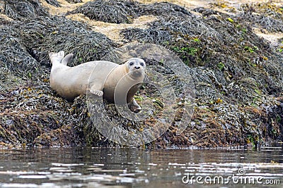 Harbor Seal hauling on a misty morning in Maine on the Sheepscot River Stock Photo