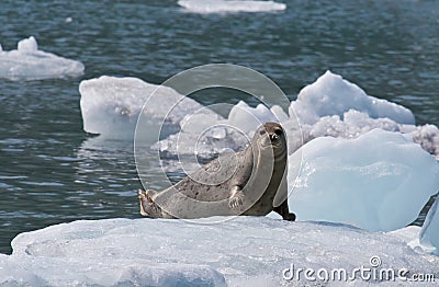 Harbor Seal on Ice Flow Stock Photo