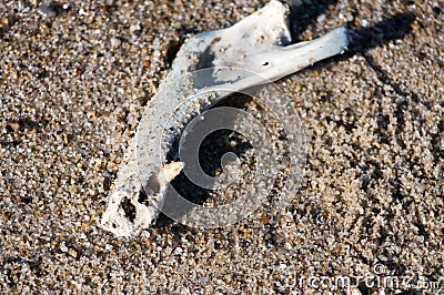 Harbor seal jaw bone sandy beach Cape Cod Stock Photo