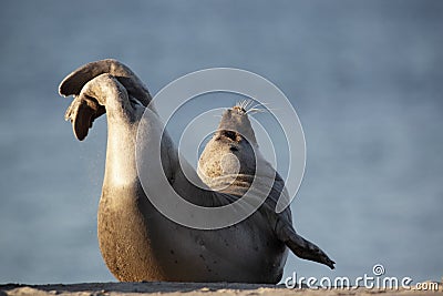 Harbor Seal (Phoca vitulina) Stock Photo