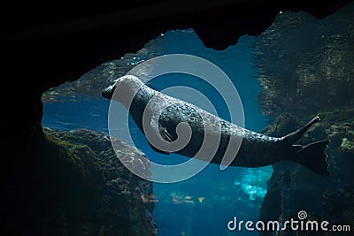 Harbor seal (Phoca vitulina). Stock Photo