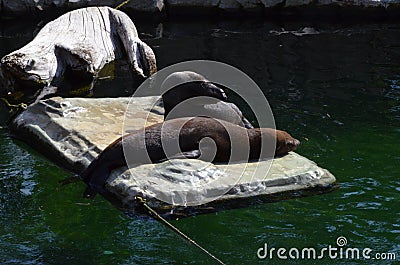 Harbor seal Phoca vitulina in Frankfurt zoo Editorial Stock Photo