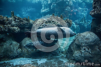 Harbor seal, phoca vitulina Stock Photo