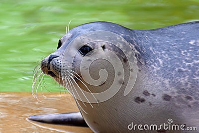 Harbor seal Phoca vitulina Stock Photo
