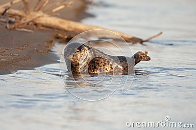 Sleepy seal on Stikine Stock Photo