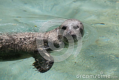 Harbor seal Phoca vitulina Stock Photo