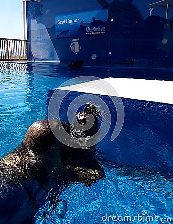 Harbor seal ready for a treat Editorial Stock Photo