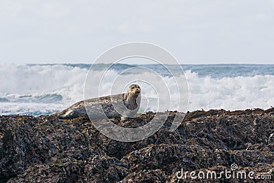 Harbor seal sitting on rocks at low tide, Fitzgerald Marine Reserve, Moss Beach, California Stock Photo