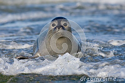 Harbor seal in the surf Stock Photo