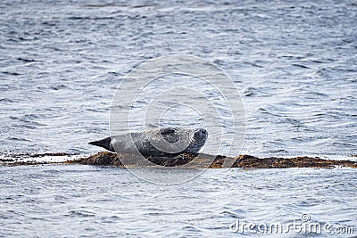 Harbor Seal in Ytri Tunga, Iceland Stock Photo