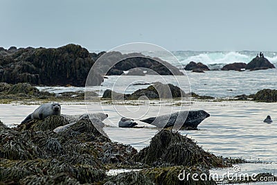 Harbor seals common seals on a rock on Ytri Tunga beach, on Snaefellsness peninsula Iceland Stock Photo