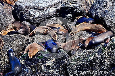 Harbor seals Stock Photo