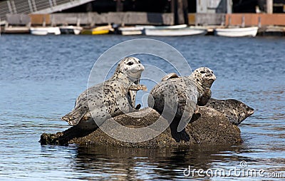 Harbor Seals Stock Photo