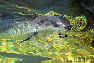 Harbour porpoise Stock Photo