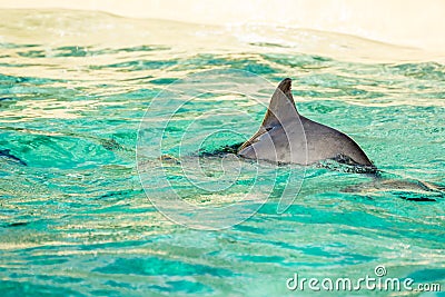 Harbour porpoise in a zoo Stock Photo