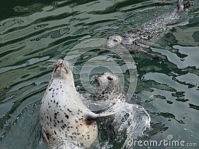 Harbour Seals (Phoca vitulina) Stock Photo