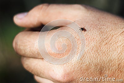 Hard-bodied tick of family Ixodidae on skin of human hand Stock Photo