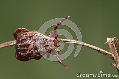 Hard-bodied tick sitting Stock Photo