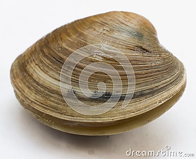 Hard clam, quahog Stock Photo