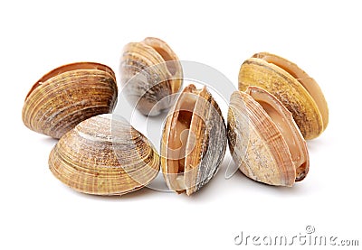 Hard clam, quahog Stock Photo