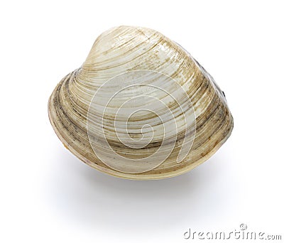 Hard clam, quahog Stock Photo