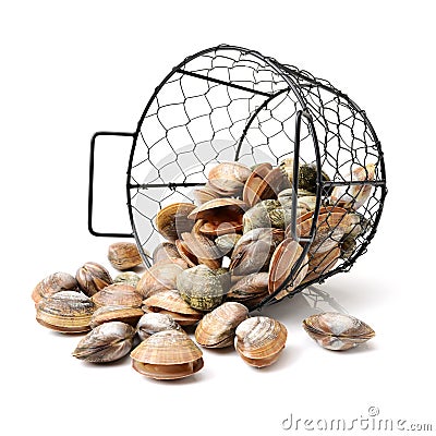 Hard clam, quahog Stock Photo