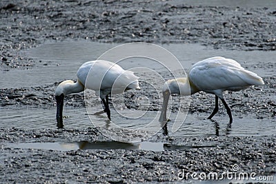 Hard foraging, strong fecundity! Stock Photo