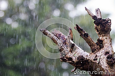 Hard rain falling to bench tree background Stock Photo