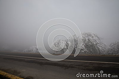 hard rime, frozen tree winter wonderland scenery. freezing fog and Mist background. moisture forming ice Stock Photo