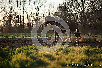 Hard working animal on the field. Traditional farming on the field with the help of a horse in central Europe. Stock Photo