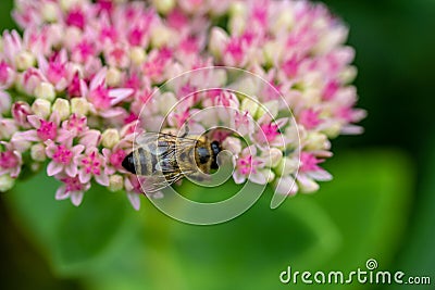 Hard working bee on a delicate pink and red flowers of Sedum Stock Photo