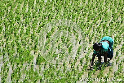 Hard working lady on a rice field. under hard sun. Editorial Stock Photo