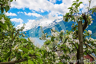 Hardangerfjord gardens Stock Photo