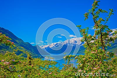 Hardangerfjord in Norway Stock Photo