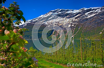 Hardangerfjord in Norway Stock Photo