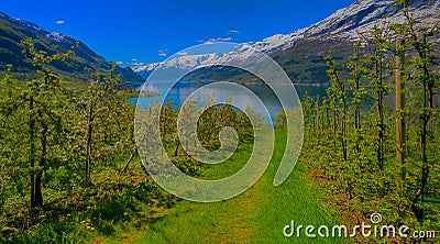 Hardangerfjord in Norway Stock Photo