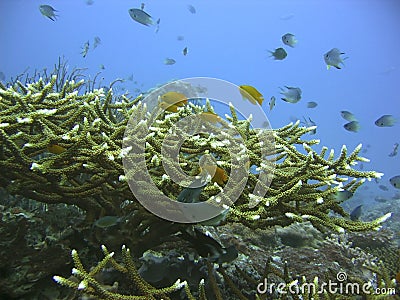 Hardcoral Reef Stock Photo