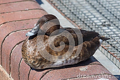 Hardhead Duck in Australia Stock Photo