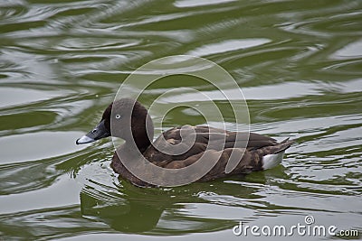 Hardhead duck or white eyed duck Stock Photo