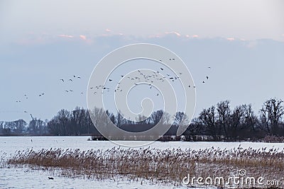 Hardinxveld, Netherlands - 2018-01-14: Evening flight - geese fl Stock Photo