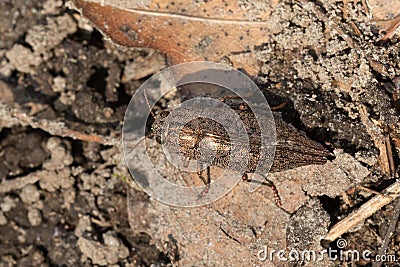 Hardwood Borer Beetle - Genus Dicerca Stock Photo