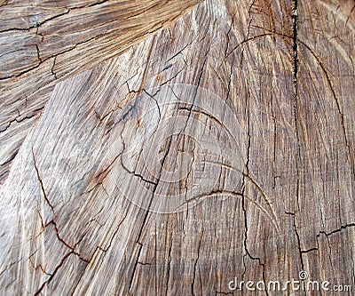 Hardwood tree cutting trunk backgrounds,natural cut stump wooden texture and timber patterns. Stock Photo