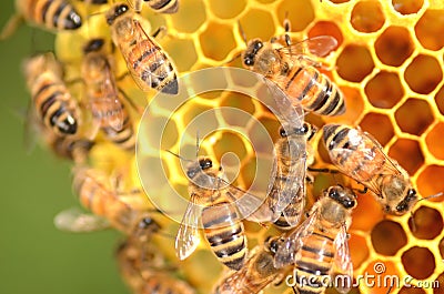 Hardworking bees on honeycomb Stock Photo