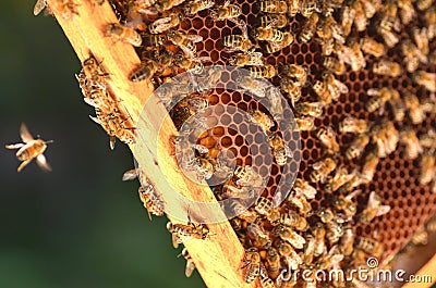 Hardworking bees on honeycomb Stock Photo