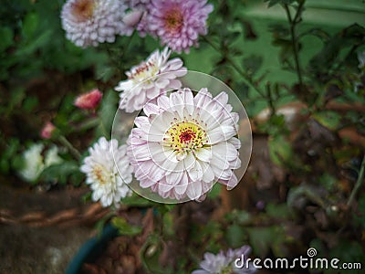 hardy chrysanthemums Stock Photo