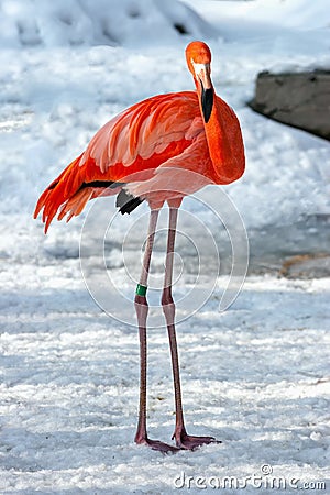 Hardy flamingo in the snow Stock Photo