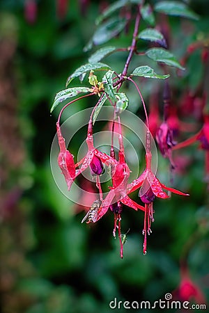 Hardy fuchsia blossoms with insects in summer after rain Stock Photo